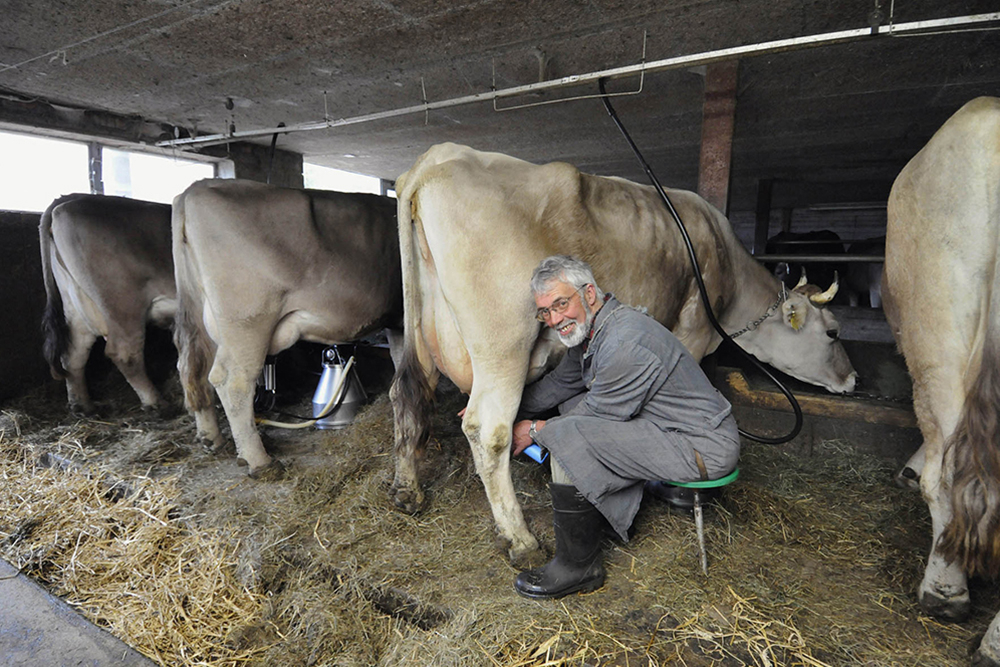 Melkzeit im Stall Ackermann. Bild: Comet Photoshopping GmbH, Ueli Meier