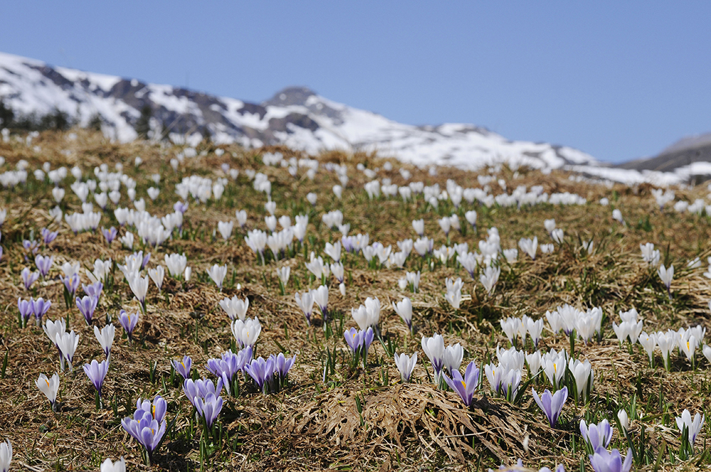 Bergfrühling auf der Alp Tamons. Bild: Comet Photoshopping GmbH, Ueli Meier